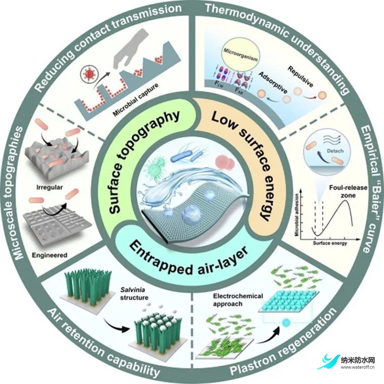 超疏水表面与抗微生物感染之间的关系1.jpg