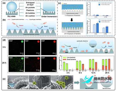 超疏水表面与抗微生物感染之间的关系3.png