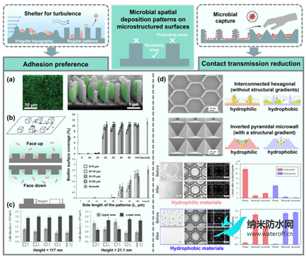 超疏水表面与抗微生物感染之间的关系4.png