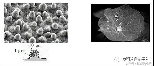 低表面能超疏水涂层理论模型及原理1.jpg